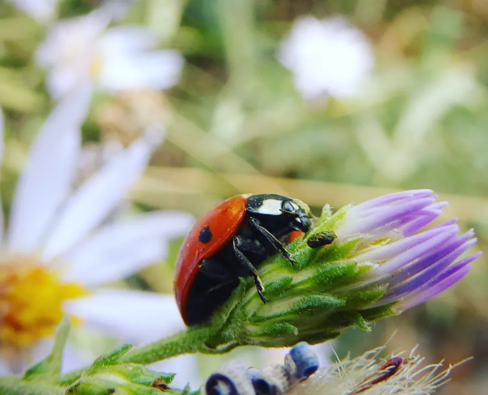 A photo Taken by Jacob Padilla. Location: United States